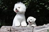 BICHON FRISE 499
